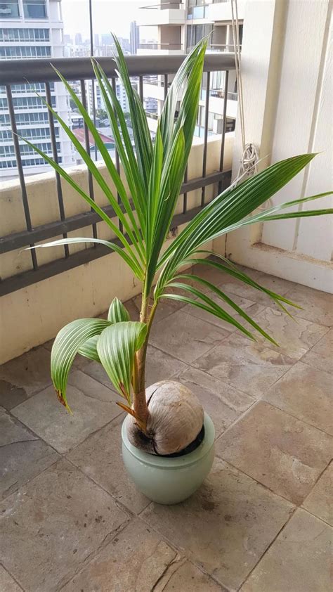 心情有哪些 椰子树盆栽